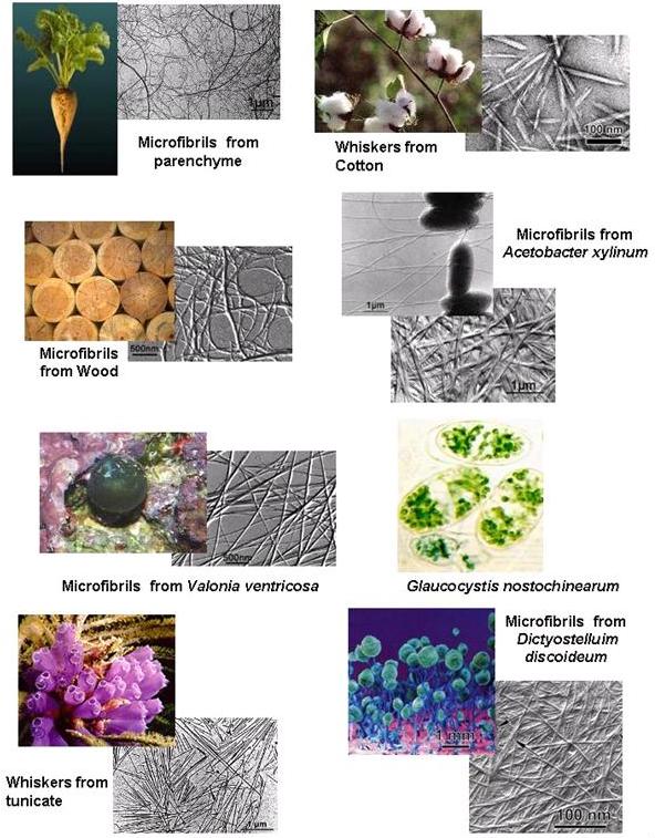 Cellulose-Fig-1