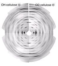Cellulose-Fig-10