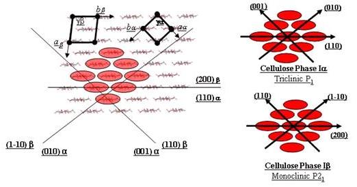 Cellulose-Fig-17