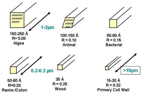 Cellulose-Fig-19