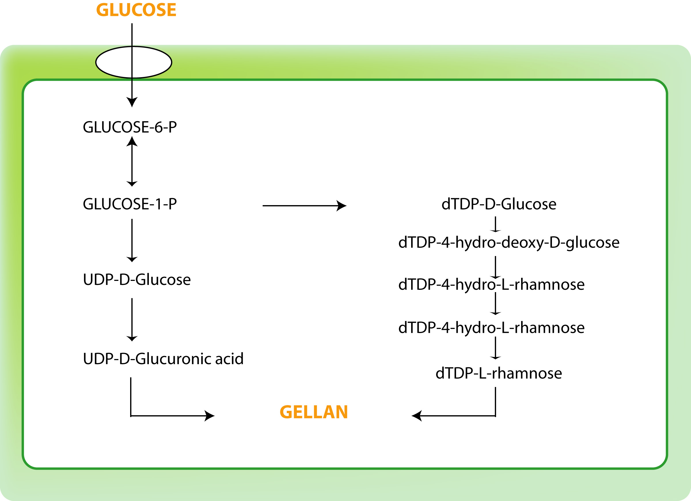 Gellan-pathway