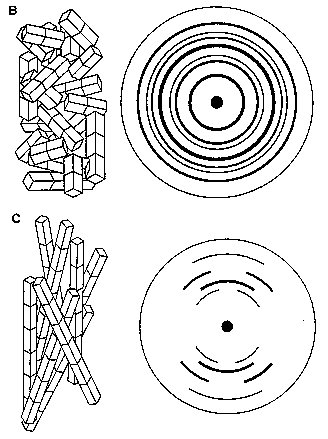 xray-fig2b